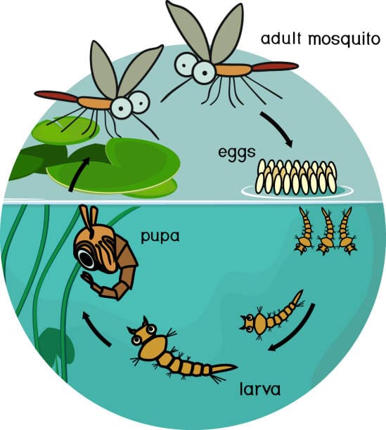 Cycle de vie du moustique