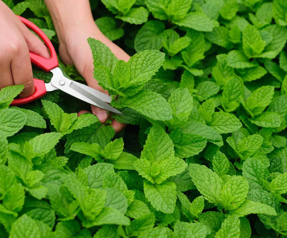 Menthe anti-moustique