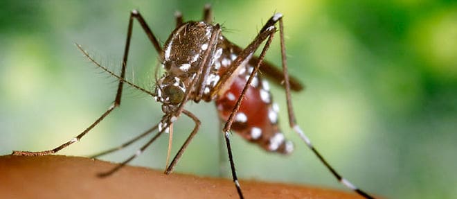 PIQÛRE DE MOUSTIQUE MALADIES