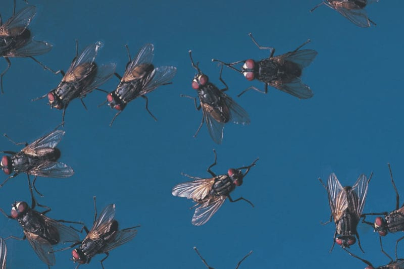 Comment se protéger des moustiques et des mouches durant l’été ?