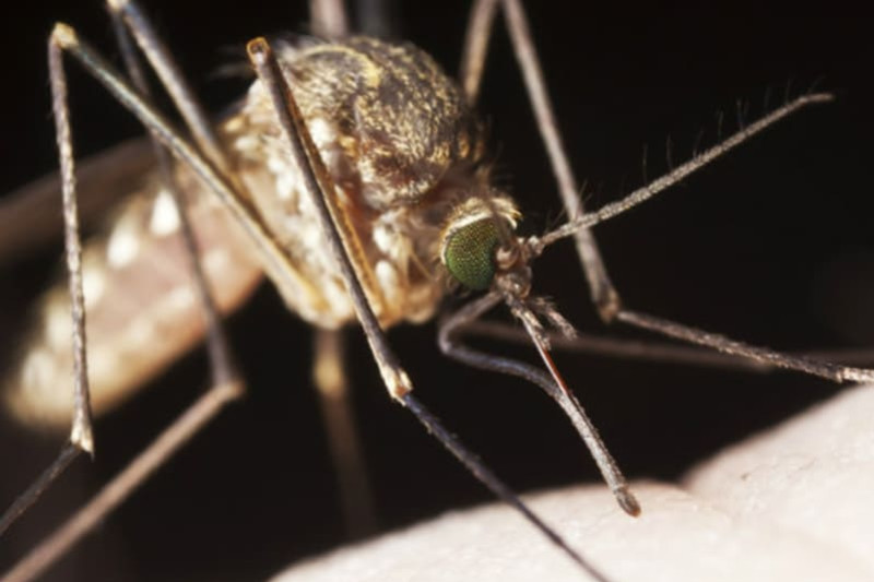 Tout savoir sur le moustique