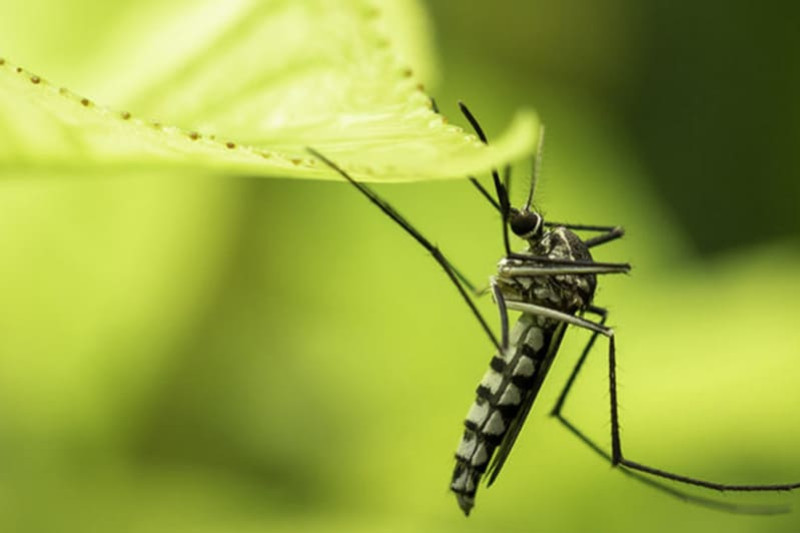 Anti-moustiques : lesquels repoussent ces nuisibles ? 